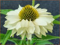 Echinacea purpurea &#39;Sunseekers White Perfection&#39;