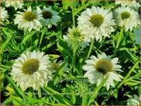 Echinacea purpurea &#39;Sunseekers White Perfection&#39;