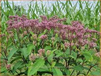 Eupatorium maculatum &#39;Riesenschirm&#39;