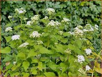 Eupatorium rugosum &#39;Lucky Melody&#39;