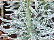 Euphorbia characias &#39;Glacier Blue&#39;