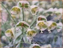 Euphorbia characias &#39;Glacier Blue&#39;