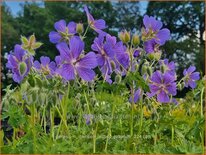 Geranium ibericum subsp. jubatum