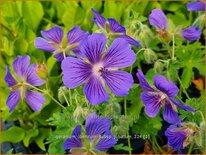 Geranium ibericum subsp. jubatum