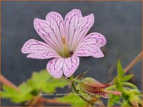 Geranium oxonianum &#39;Lace Time&#39;