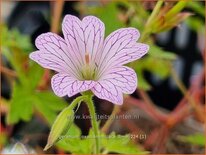 Geranium oxonianum &#39;Lace Time&#39;