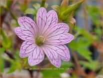 Geranium oxonianum &#39;Lace Time&#39;