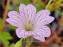 Geranium oxonianum &#39;Lace Time&#39;