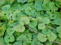 Glechoma hederacea 'Rosemarie'