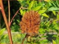 Glycyrrhiza yunnanensis