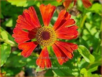 Helenium 'Kupferziegel'