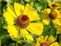 Helenium &#39;Septembergold&#39;