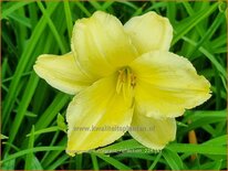 Hemerocallis &#39;Fragrant Reflection&#39;