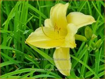 Hemerocallis &#39;Fragrant Reflection&#39;