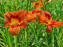 Hemerocallis &#39;Holiday Delight&#39;