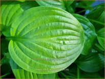 Hosta &#39;Royal Standard&#39;