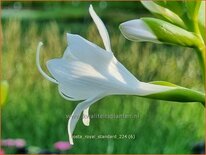 Hosta &#39;Royal Standard&#39;