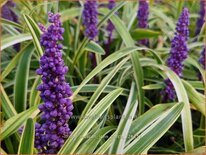 Liriope muscari &#39;John Burch&#39;