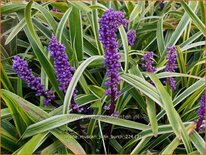 Liriope muscari &#39;John Burch&#39;