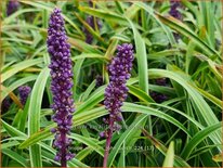 Liriope muscari &#39;John Burch&#39;