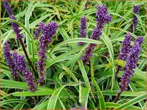 Liriope muscari &#39;John Burch&#39;