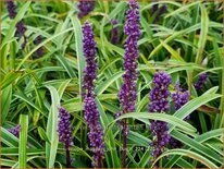 Liriope muscari &#39;John Burch&#39;