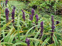 Liriope muscari &#39;John Burch&#39;