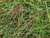 Miscanthus sinensis 'Little Zebra' (pot 11 cm)