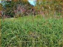 Miscanthus sinensis 'Little Zebra' (pot 11 cm)