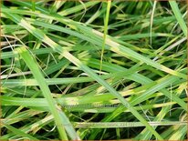 Miscanthus sinensis 'Little Zebra' (pot 11 cm)