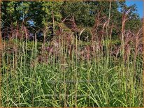 Miscanthus sinensis &#39;Malepartus&#39; (pot 11 cm)