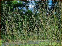 Molinia arundinacea &#39;Witches Broom&#39;