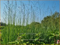 Molinia arundinacea &#39;Witches Broom&#39;