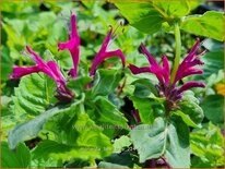 Monarda &#39;Bee-True&#39;