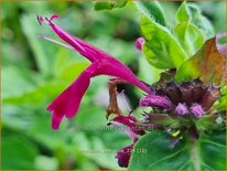 Monarda &#39;Bee-True&#39;