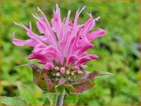 Monarda &#39;Pink Frosting&#39;