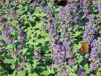 Nepeta &#39;Purple Haze&#39;