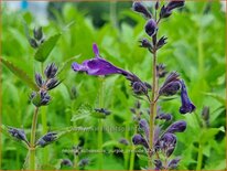 Nepeta subsessilis 'Purple Prelude'