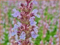 Nepeta &#39;Veluw&#39;s Blauwtje&#39;