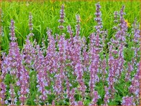 Nepeta &#39;Veluw&#39;s Blauwtje&#39;