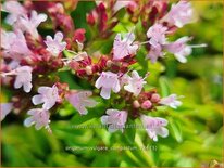 Origanum vulgare &#39;Compactum&#39;