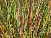 Panicum virgatum 'Apache Rose'