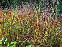 Panicum virgatum &#39;Hot Rod&#39;