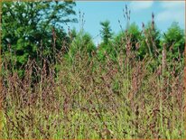 Panicum virgatum 'Purple Tears'