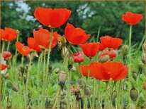 Papaver nudicaule 'Pop-up Red'