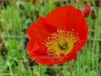 Papaver nudicaule 'Pop-up Red'