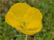 Papaver nudicaule 'Pop-up Yellow'