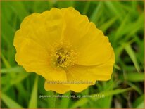 Papaver nudicaule 'Pop-up Yellow'