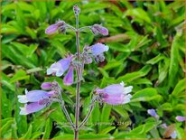 Penstemon hirsutus &#39;Pygmaeus&#39;