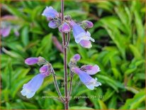 Penstemon hirsutus &#39;Pygmaeus&#39;